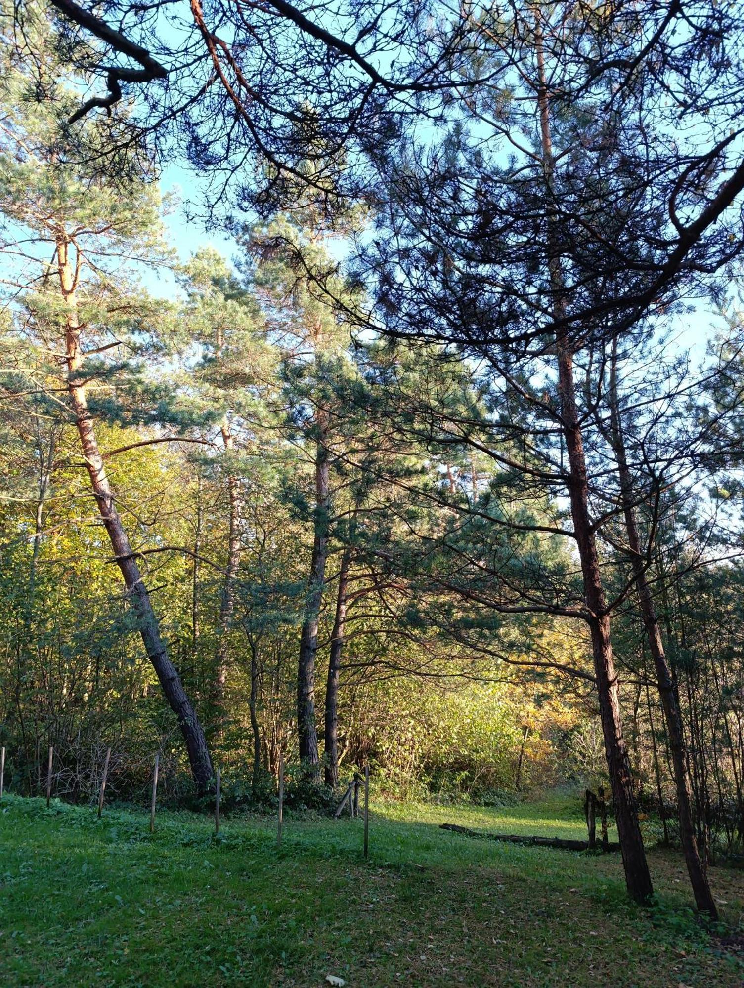 Survivalowa Chata W Lesie Bukowsko Extérieur photo